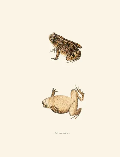Bufo Americanus