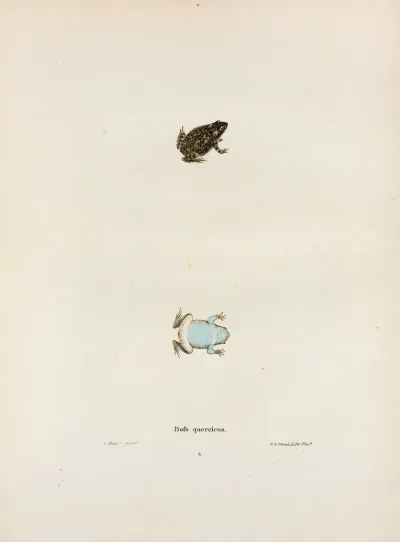 Bufo Quercicus 2