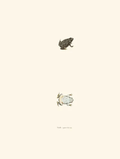 Bufo Quercicus