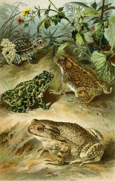 Bufo Vulgaris Bufo Viridis Bufo Calamita Alytes Obstetricans