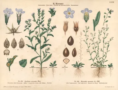 Bugloss Field Forget Me Not