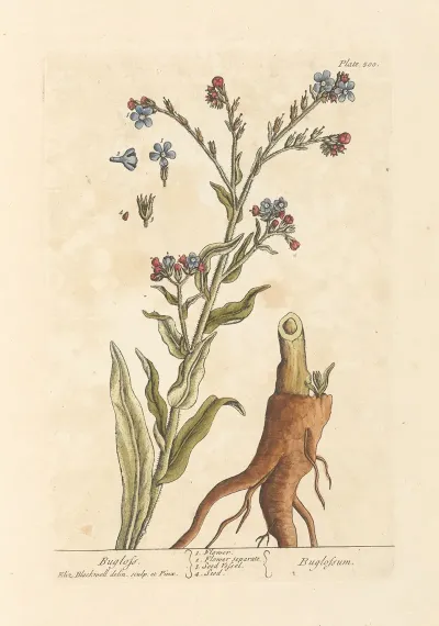 Bugloss