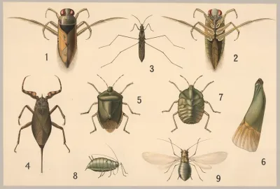 Bugs And Aphids 2