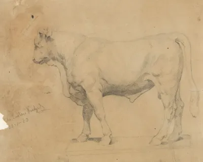 Bull 7