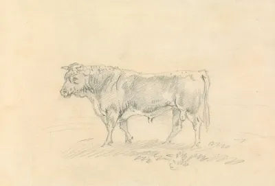 Bull 8
