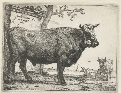 Bull 9