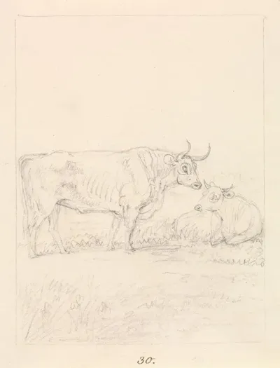 Bull And Cow