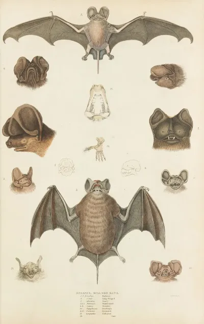 Bull Dog Bats