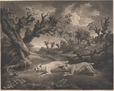Bull Dogs And Badgers