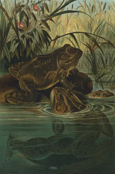 Bull Frog