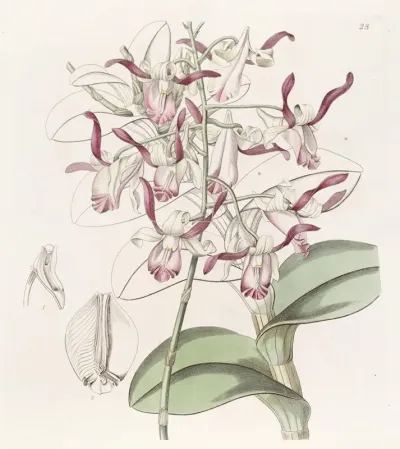 Bull Headed Dendrobium
