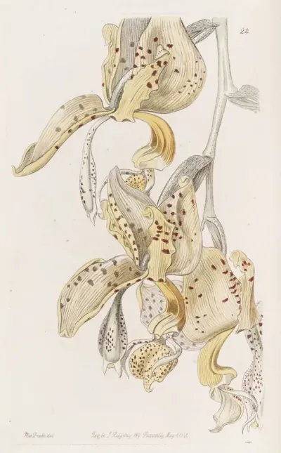 Bull Horned Stanhopea