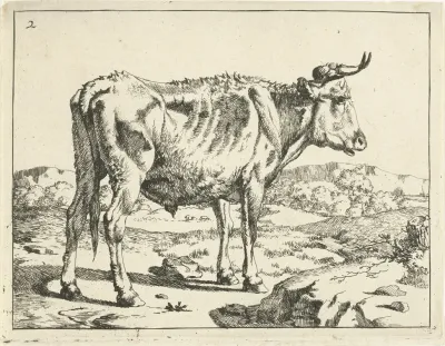 Bull Standing By Rock