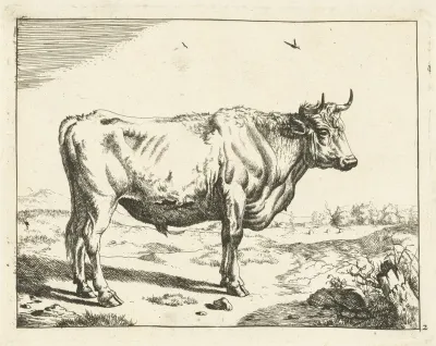 Bull Standing To The Right With Birds