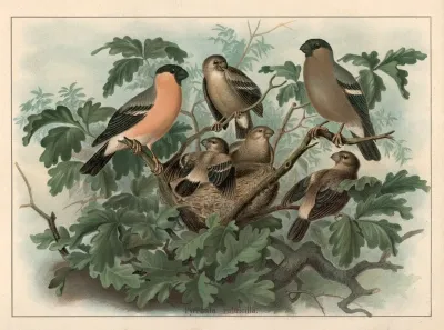 Bullfinch Pyrrhula Pyrrhula
