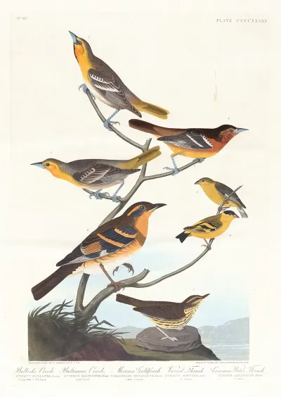 Bullocks Oriole Baltimore Oriole Mexican Goldfinch Varied Thrush Common Water Thrush