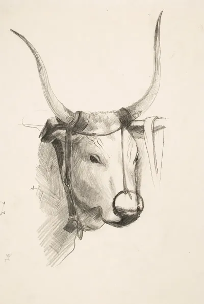 Bulls Head 2