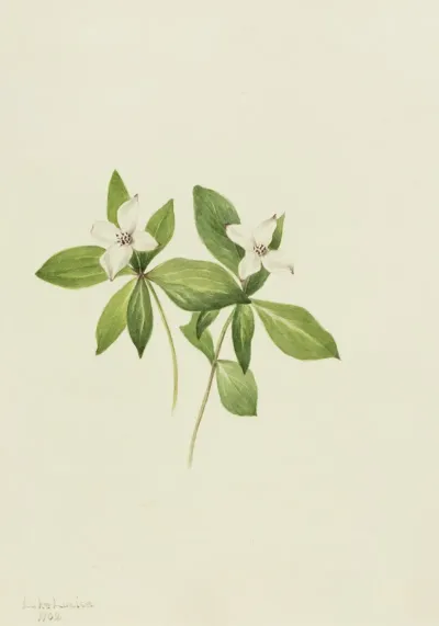 Bunchberry Cornus Canadensis 2