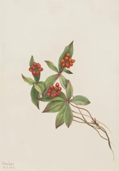 Bunchberry Cornus Canadensis