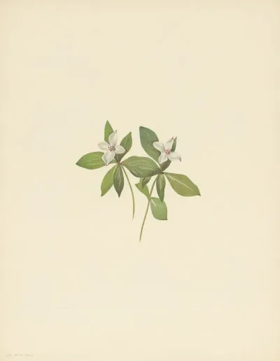 Bunchberry Flower Cornus Canadensis 2