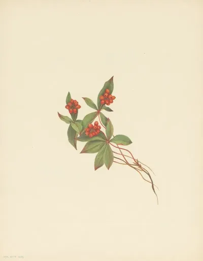 Bunchberry Fruit Cornus Canadensis 2