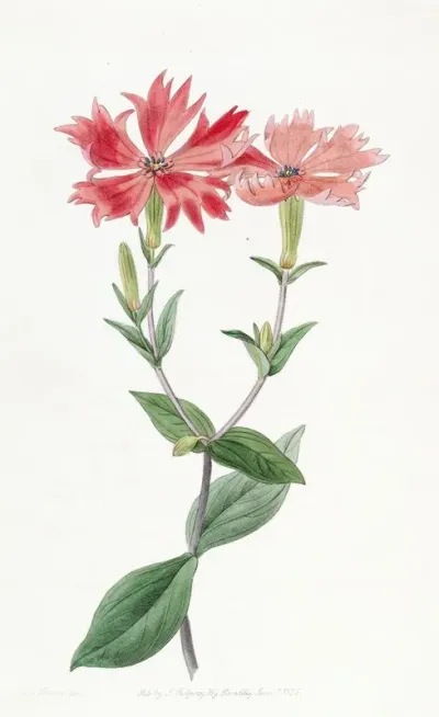 Bunges Lychnis