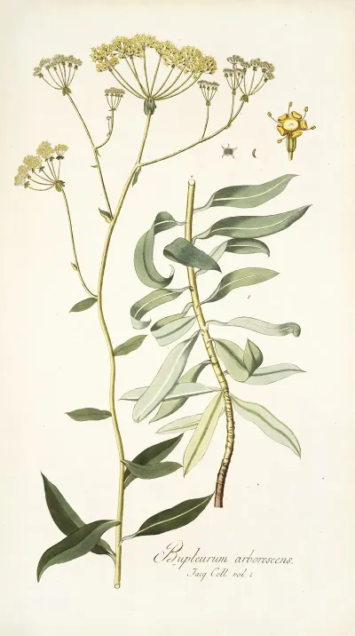 Bupleurum Arborescens