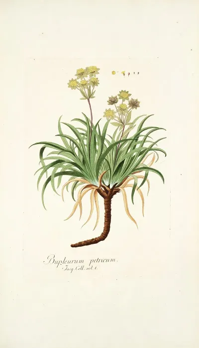 Bupleurum Petraeum