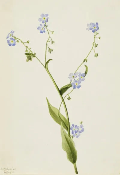 Bur Forget Me Not Lappula Diffusa 2