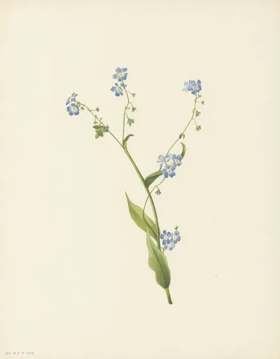 Bur Forget Me Not Lappula Diffusa 3