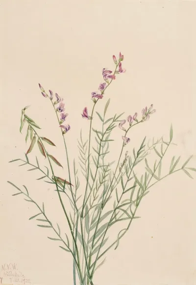 Burgess Milkvetch Astragalus Bourgovii 2