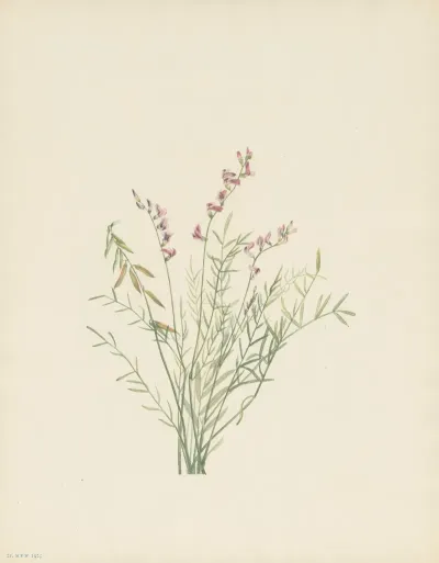Burgess Milkvetch Astragalus Bourgovii 3