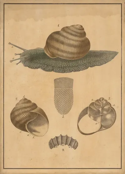 Burgundy Snail