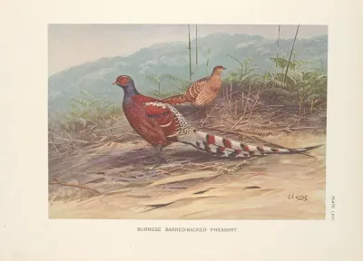 Burmese Barred Backed Pheasant Syrmaticus Humiae Burmanicus