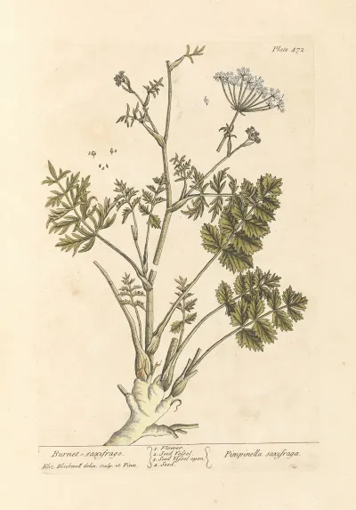 Burnet Saxifrage
