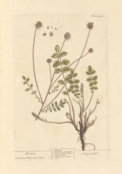 Burnet