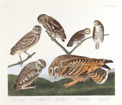 Burrowing Owl Large Headed Burrowing Owl Little Night Owl Columbian Owl Short Eared Owl