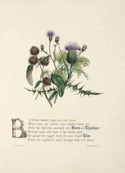 Burrs And Thistles Elm