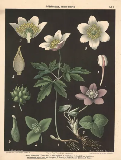 Buschwindroschen Anemone Nemorosa