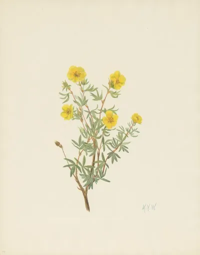Bush Cinquefoil Potentilla Fruticosa 2