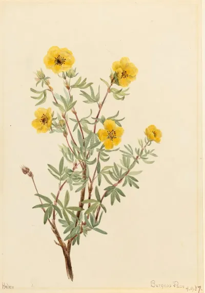 Bush Cinquefoil Potentilla Fruticosa