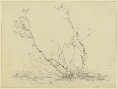 Bush