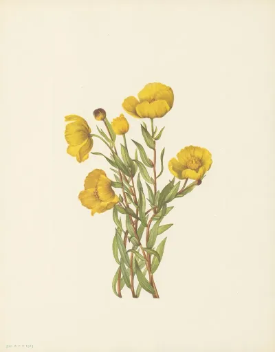 Bushpoppy Dendromecon Rigidum 3