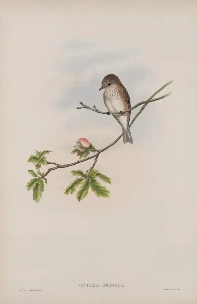 Butalis Grisola Spotted Flycatcher