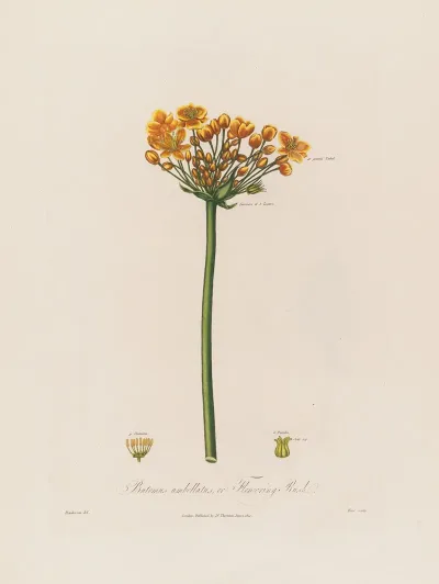 Butomus Umbellatus Or Flowering Rush