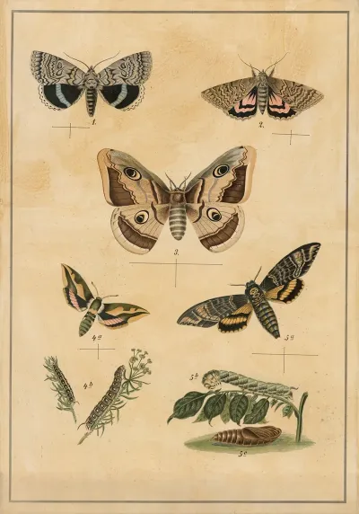 Butterflies 7