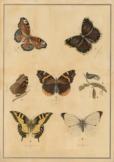 Butterflies 8