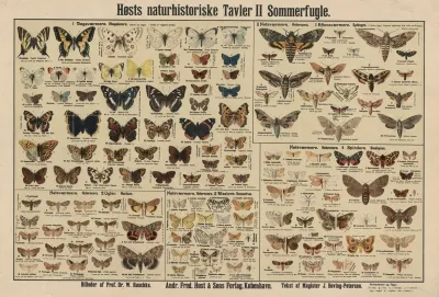 Butterflies 9