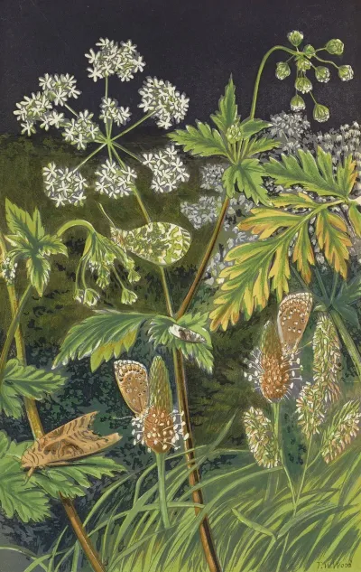 Butterflies And Moths In Disguise At Rest