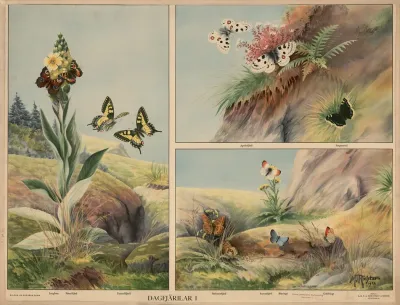 Butterflies I